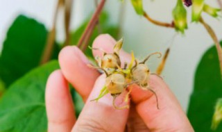 牵牛花是秋天开花吗（牵牛花的开花季节）