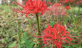 彼岸花盛开的季节是什么时候 彼岸花开在几月份