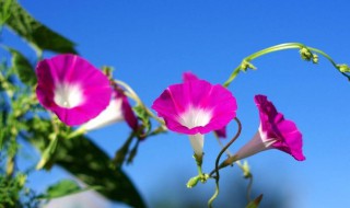 牵牛花的开发开放时间（牵牛花哪时候开放）