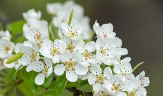 梨花什么时候开花季节 梨花什么时候开花季节?