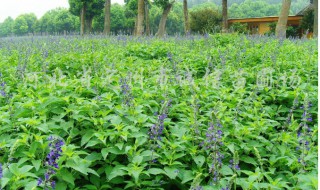 藿香怎么种植 藿香怎么种植视频