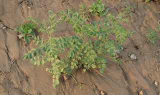 甘草怎么种植 甘草可以人工种植吗