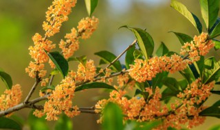 桂花怎么种植 桂花怎么种植管理