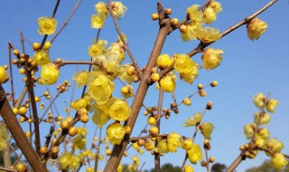 腊梅花怎么种植（腊梅花怎么种植方法）