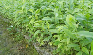 沉香怎么种植（沉香怎么种植方法 山东）