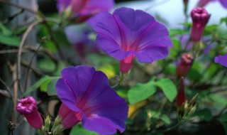 牵牛花怎么种植（牵牛花怎么种植视频）