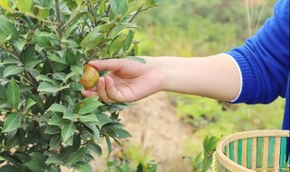 茶树籽怎么种植（茶籽树的种植技术）