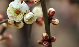 蜡梅是不是梅花（蜡梅与腊梅的区别）