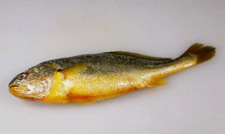 黄鱼头里为什么有两块小石头 黄鱼头里的两块石头