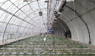 为什么大棚里温度高 大棚越高温度越高吗