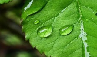 为什么说植物也要呼吸（所有植物都会进行呼吸作用吗）