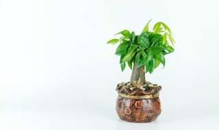 为什么要研究利用野生植物 野生植物资源调查的方法有哪几种各有什么优缺点