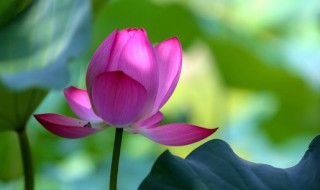 为什么荷叶上会有珍珠（荷叶上的珍珠是什么样子的）