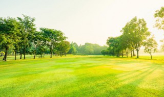 为什么绿色城市需要野草 绿色的野草