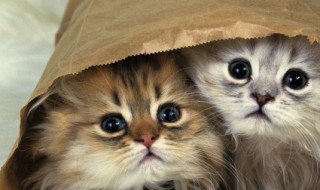 独特的创意宠物名字 有创意宠物名字