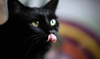 高雅宠物猫个性有寓意名字 有寓意的猫咪名字