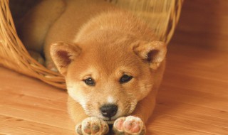 最可爱的宠物名字（超可爱的宠物名字）