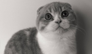 为什么猫喜欢吃鱼和老鼠 为什么猫喜欢吃鱼和老鼠呢