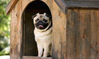 常见一般宠物的名字 特别的宠物名字大全