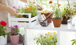 为什么炎夏中午不宜用冷水浇花 盛夏中午植物不宜浇冷水,为什么