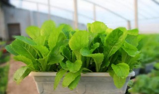 盆栽生菜种植方法（盆栽生菜种植方法和时间）