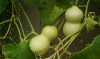葫芦功效与作用葫芦的好处(葫芦功效果)