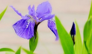 鸢尾花种植方法和时间 鸢尾的种植方法和时间