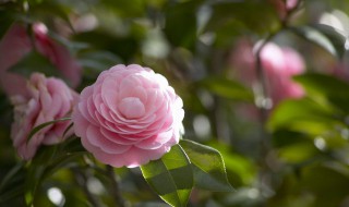 四季芙蓉花的养殖方法（四季芙蓉花盆栽图片）