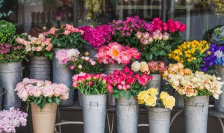 假昙花的养殖方法（假昙花怎么养才能开花）