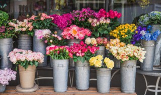 金鱼花吊兰植物室内好养吗（金鱼吊兰适合室内养吗）