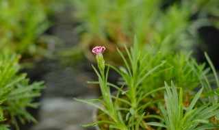 康乃馨盆栽只能养多久（种植的康乃馨能养多久）