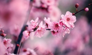 梅花从发芽到开花过程 梅花从发芽到开花过程图片