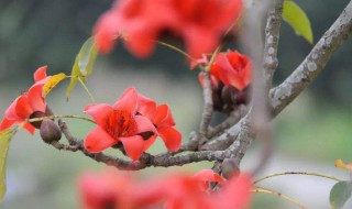 木棉花是完全花还是不完全花 木棉花是完全花吗