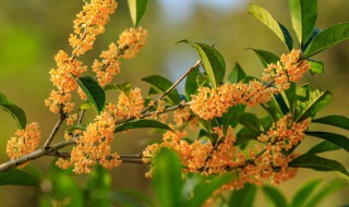 黄金桂花树养殖方法（黄金桂花树的种植方法）