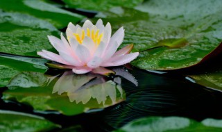 莲花种子怎么种植（莲花种子如何种植）