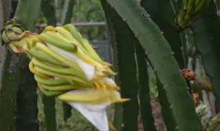 霸王花什么季节吃好 霸王花冬季可以吃吗