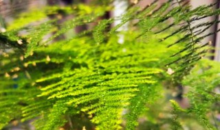 文竹属于什么类的植物（文竹属于哪类植物）