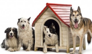 土狗可以放在室内养吗 土狗可以家养吗