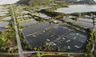 什么鱼可以跟樱花虾共养 樱花虾混养鱼