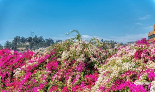 城市以花卉命名的是哪个城市 下列城市以花卉命名的是哪个城市