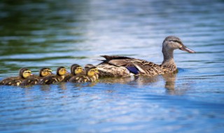 炖鸭汤要哪些材料 炖水鸭汤用些什么材料