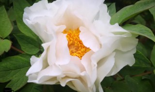 牡丹花是哪个城市的市花 牡丹花是什么城市的