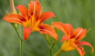 中国的母亲花是什么花 中国的母亲花是什么呢