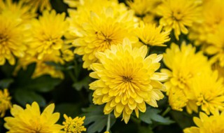 哪个国家的国花是菊花啊 请问菊花是哪个国家的国花?