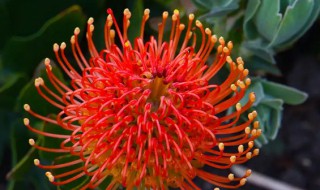 马来西亚的国花是什么花 马来西亚的国花是(