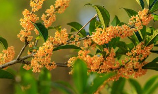 室内桂花的养殖方法（室内桂花的养殖方法和注意事项）