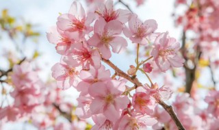 樱花树苗长几年开花（樱花树苗几年能长大）