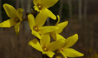 连翘怎么读（连翘怎么读?）