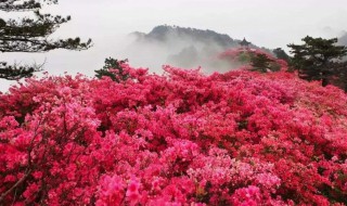 杜鹃花是哪个城市 勒杜鹃是哪个城市的市花