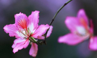 紫荆花是哪个是的市花 紫荆花是哪里的市花?